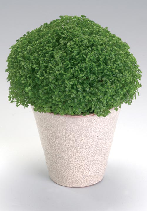 Selaginella Apoda